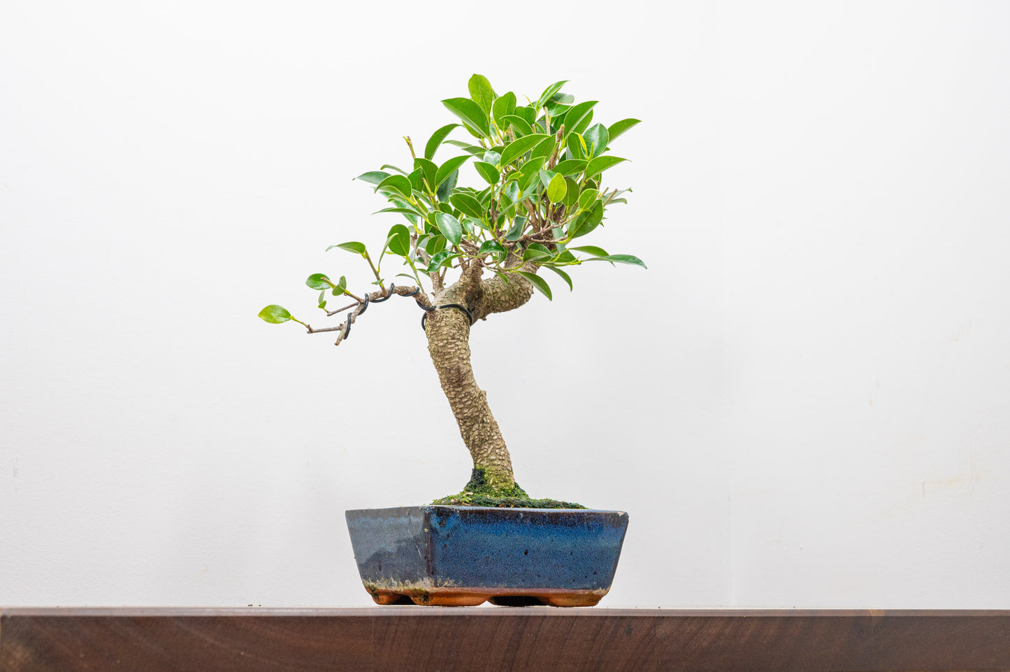 Banyan Fig Bonsai  S Trunk - 15cm Blue Ceramic Pot + Care Kit