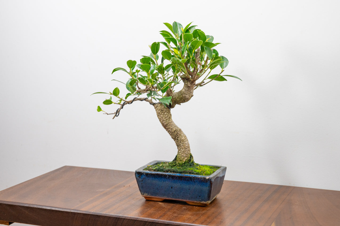 Banyan Fig Bonsai  S Trunk - 15cm Blue Ceramic Pot + Care Kit