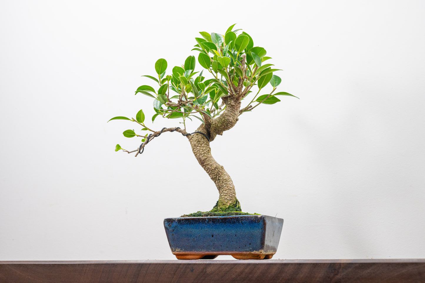 Banyan Fig Bonsai  S Trunk - 15cm Blue Ceramic Pot + Care Kit