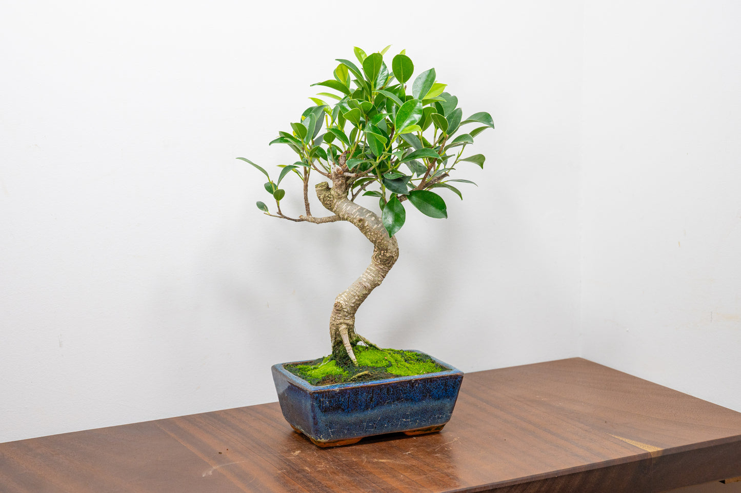 Banyan Fig Bonsai  S Trunk - 15cm Blue Ceramic Pot + Care Kit