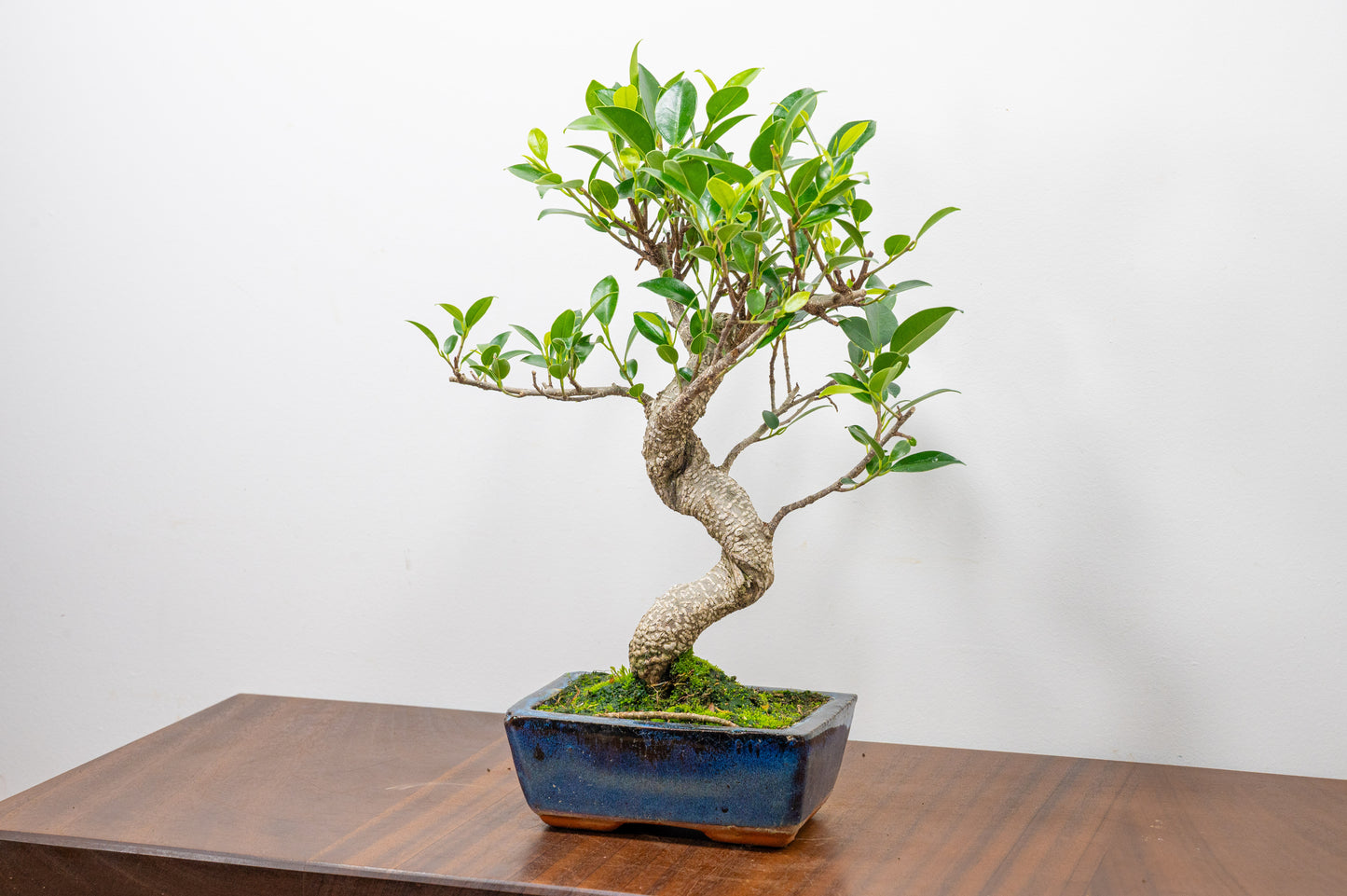 Banyan Fig Bonsai  S Trunk - 15cm Blue Ceramic Pot + Care Kit