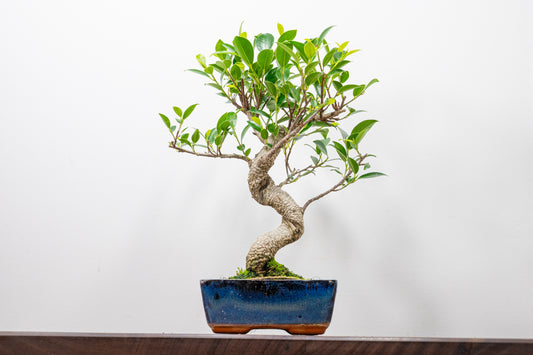 Banyan Fig Bonsai  S Trunk - 15cm Blue Ceramic Pot + Care Kit