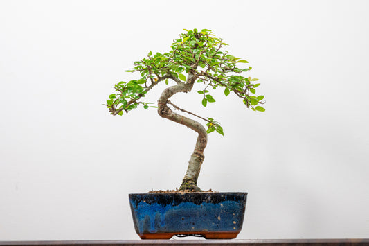 Chinese Elm Bonsai and Care Kit in 15cm Navy Ceramic Pot