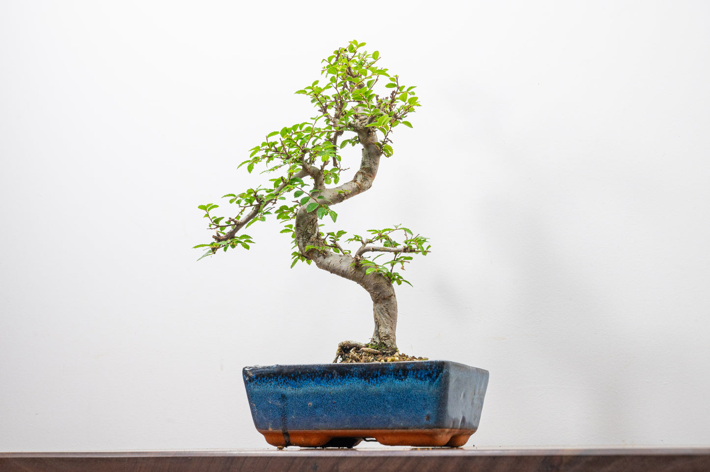 Chinese Elm Bonsai and Care Kit in 18cm Navy Ceramic Pot