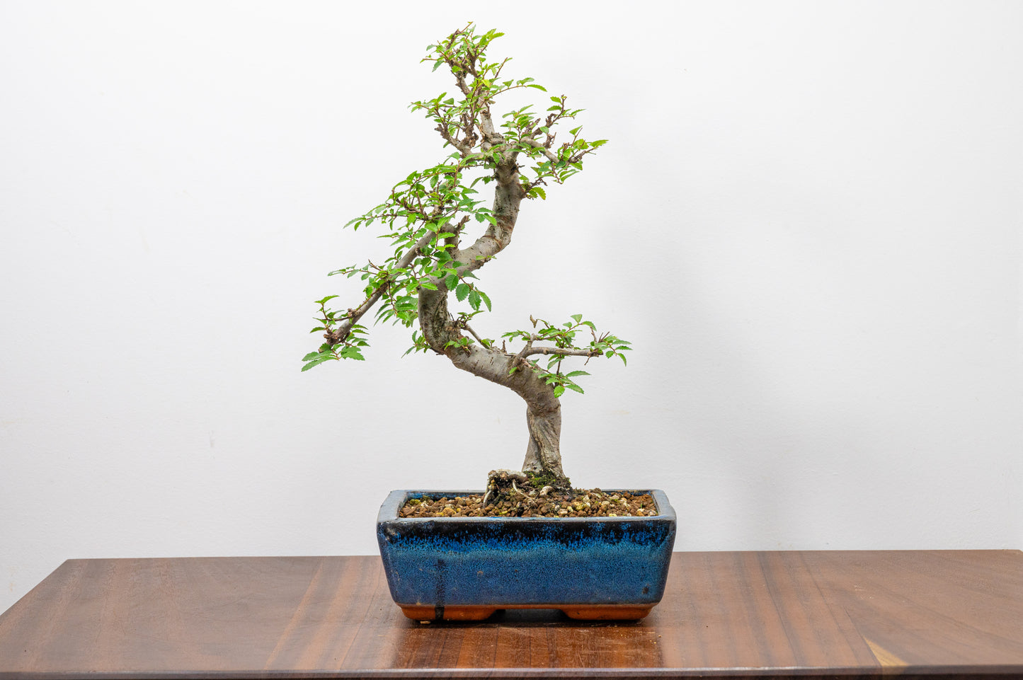 Chinese Elm Bonsai and Care Kit in 18cm Navy Ceramic Pot