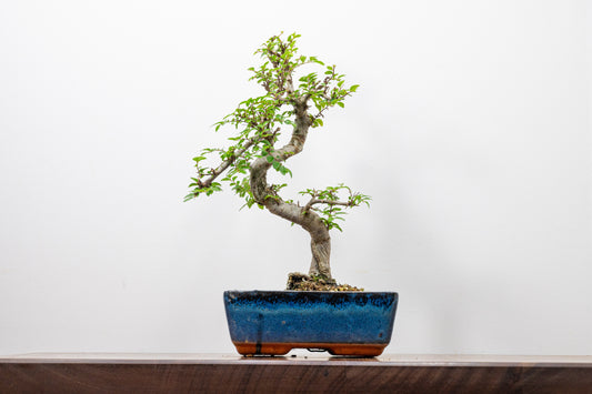 Chinese Elm Bonsai and Care Kit in 20cm Navy Ceramic Pot