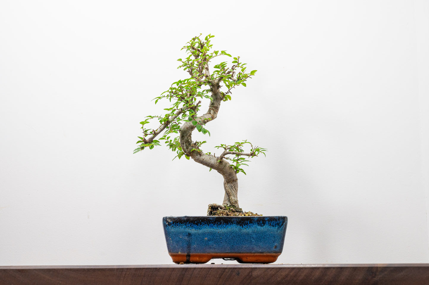 Chinese Elm Bonsai and Care Kit in 18cm Navy Ceramic Pot