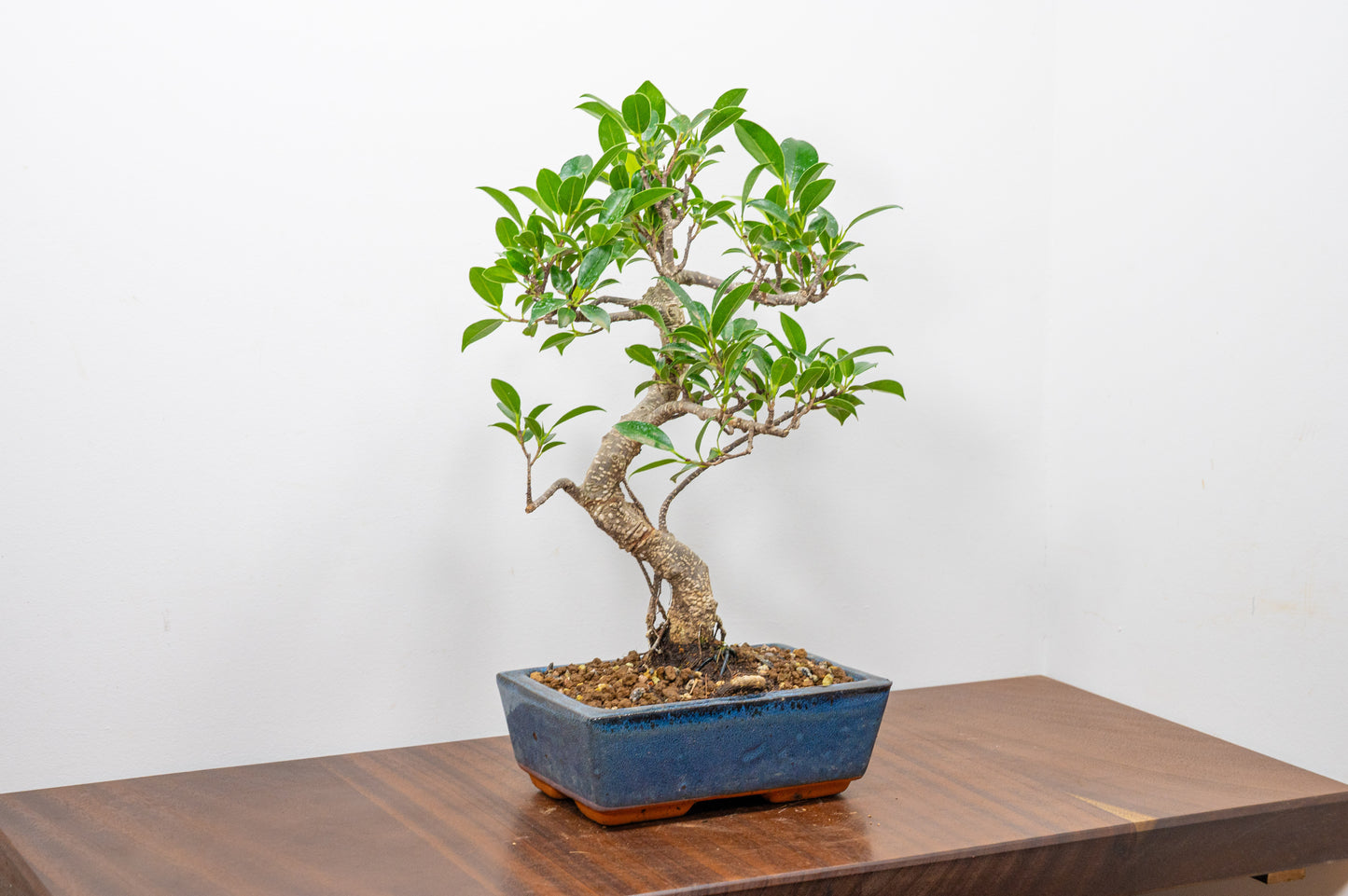 Banyan Fig Bonsai  S Trunk - 18cm Blue Ceramic Pot + Care Kit