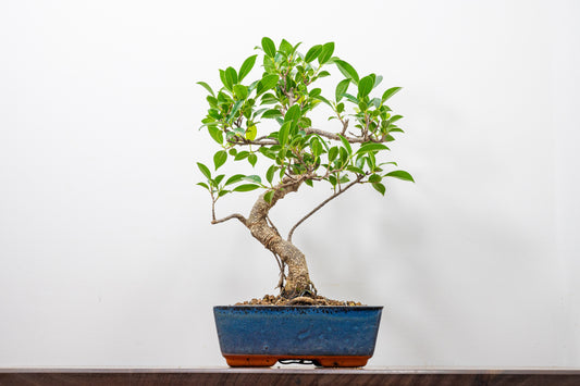 Banyan Fig Bonsai  S Trunk - 18cm Blue Ceramic Pot + Care Kit