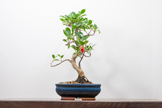 Banyan Fig Bonsai  S Trunk - 18cm Blue Ceramic Pot + Care Kit