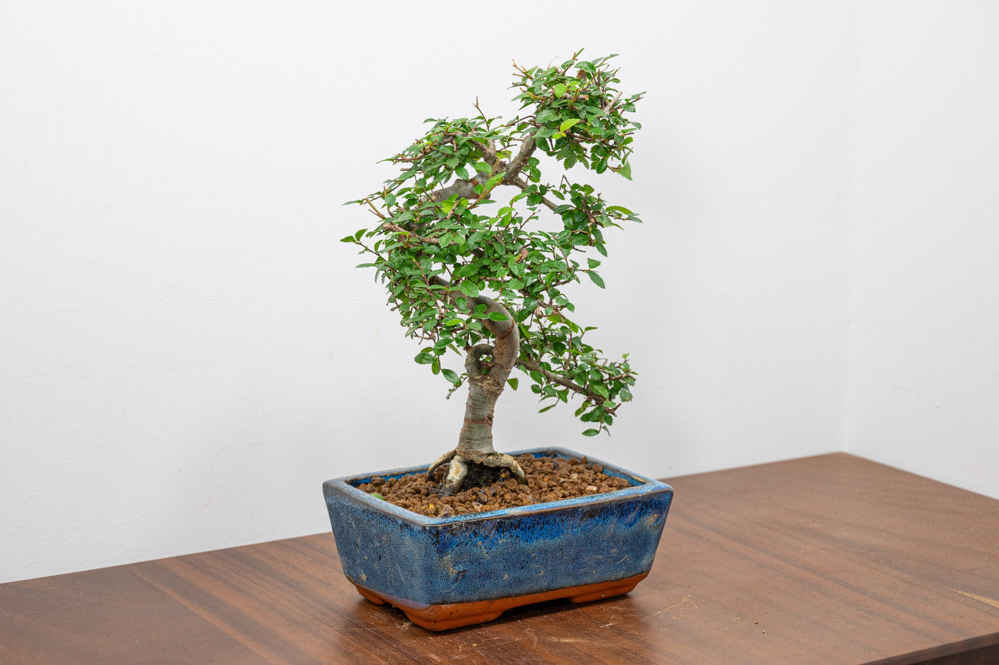 Chinese Elm Bonsai and Care Kit in 15cm Navy Ceramic Pot