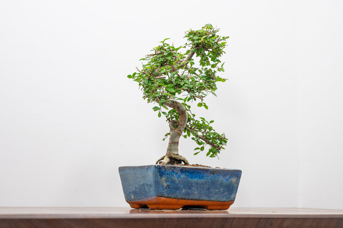 Chinese Elm Bonsai and Care Kit in 15cm Navy Ceramic Pot