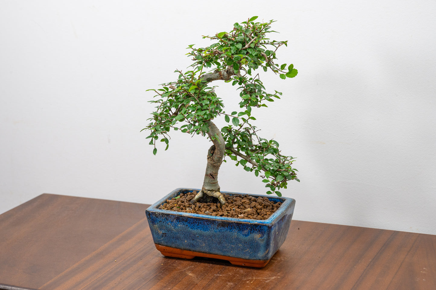 Chinese Elm Bonsai and Care Kit in 15cm Navy Ceramic Pot
