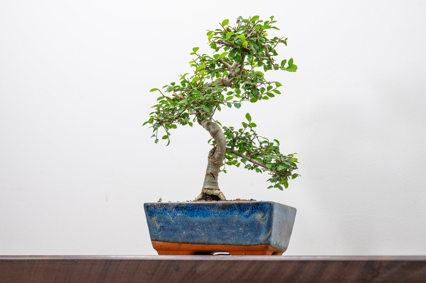 Chinese Elm Bonsai and Care Kit in 15cm Navy Ceramic Pot