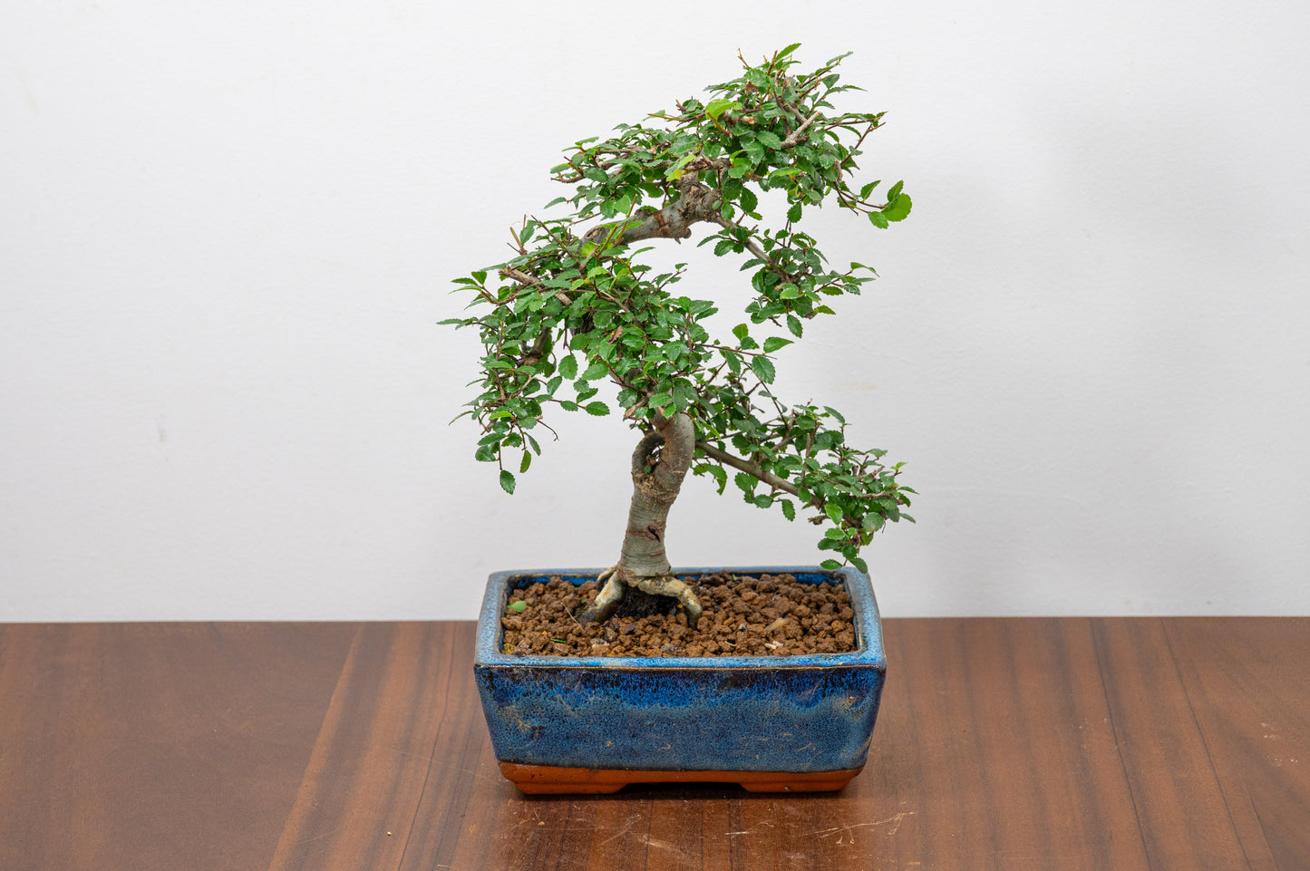 Chinese Elm Bonsai and Care Kit in 15cm Navy Ceramic Pot