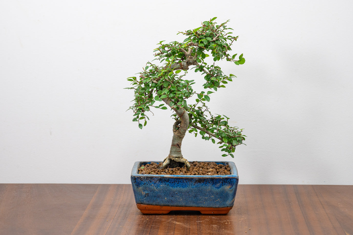 Chinese Elm Bonsai and Care Kit in 15cm Navy Ceramic Pot
