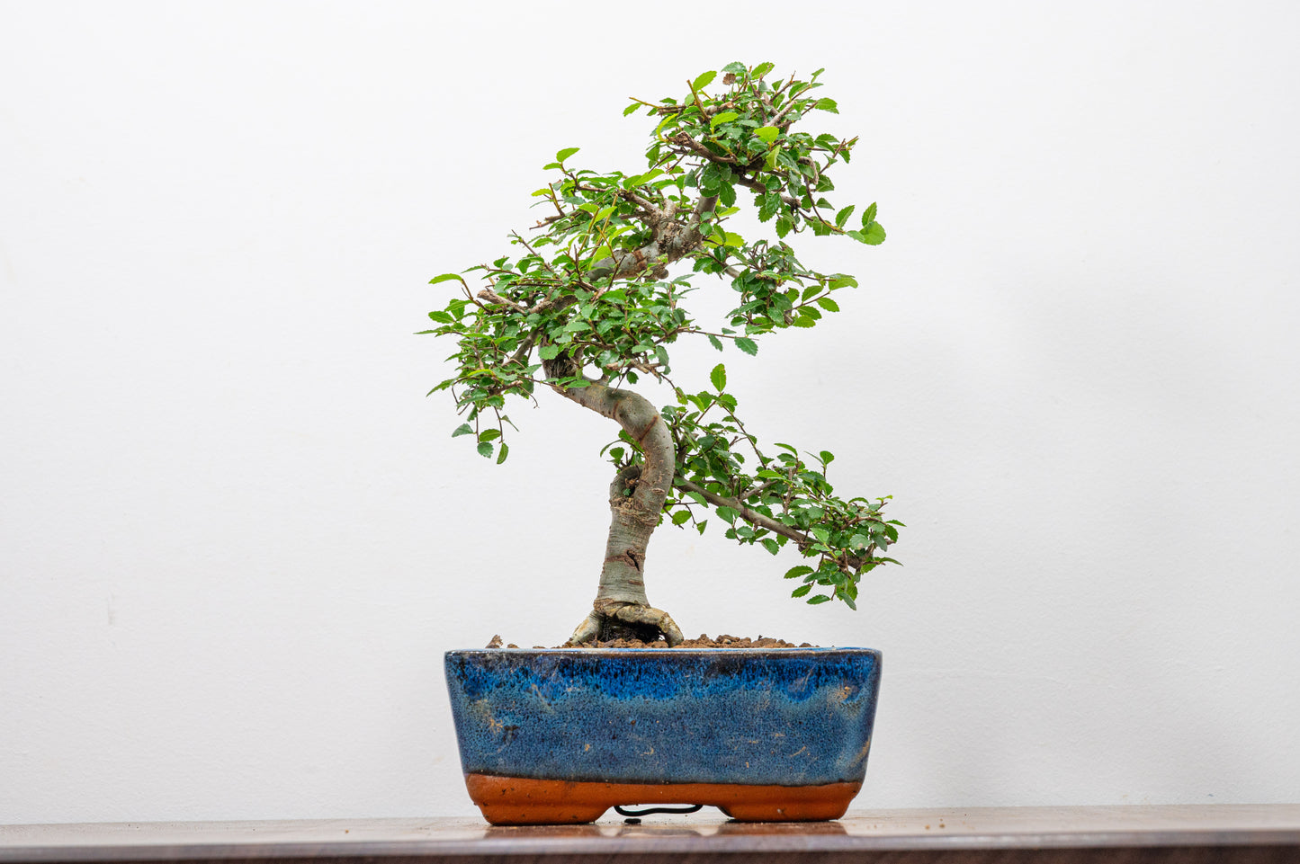 Chinese Elm Bonsai and Care Kit in 15cm Navy Ceramic Pot