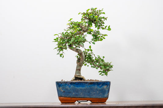 Chinese Elm Bonsai and Care Kit in 15cm Navy Ceramic Pot