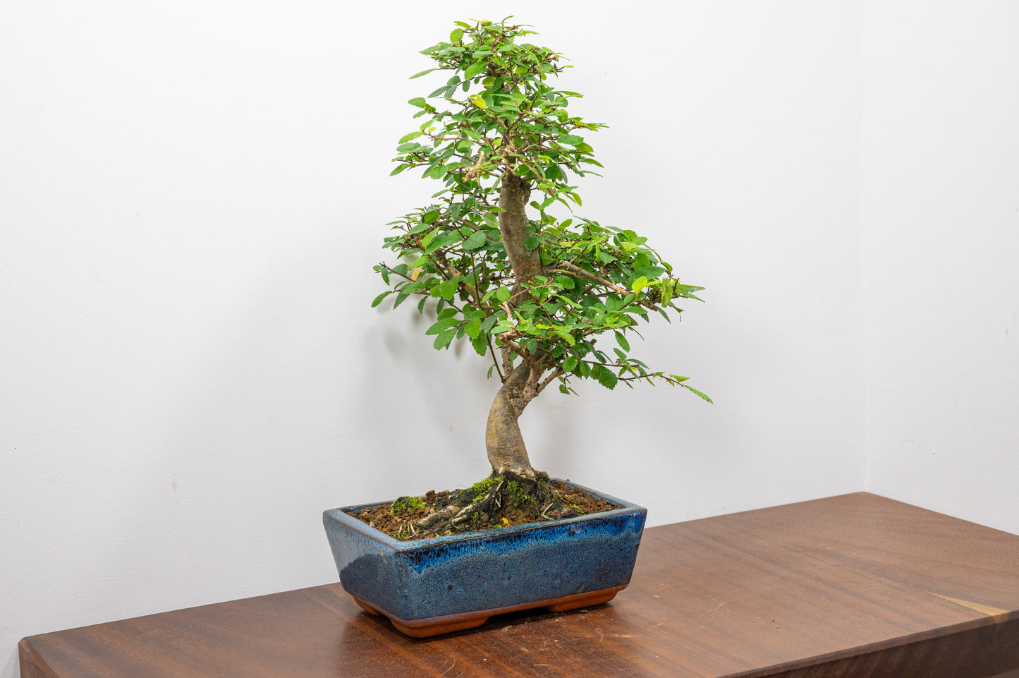 Chinese Elm Bonsai and Care Kit in 20cm Navy Ceramic Pot