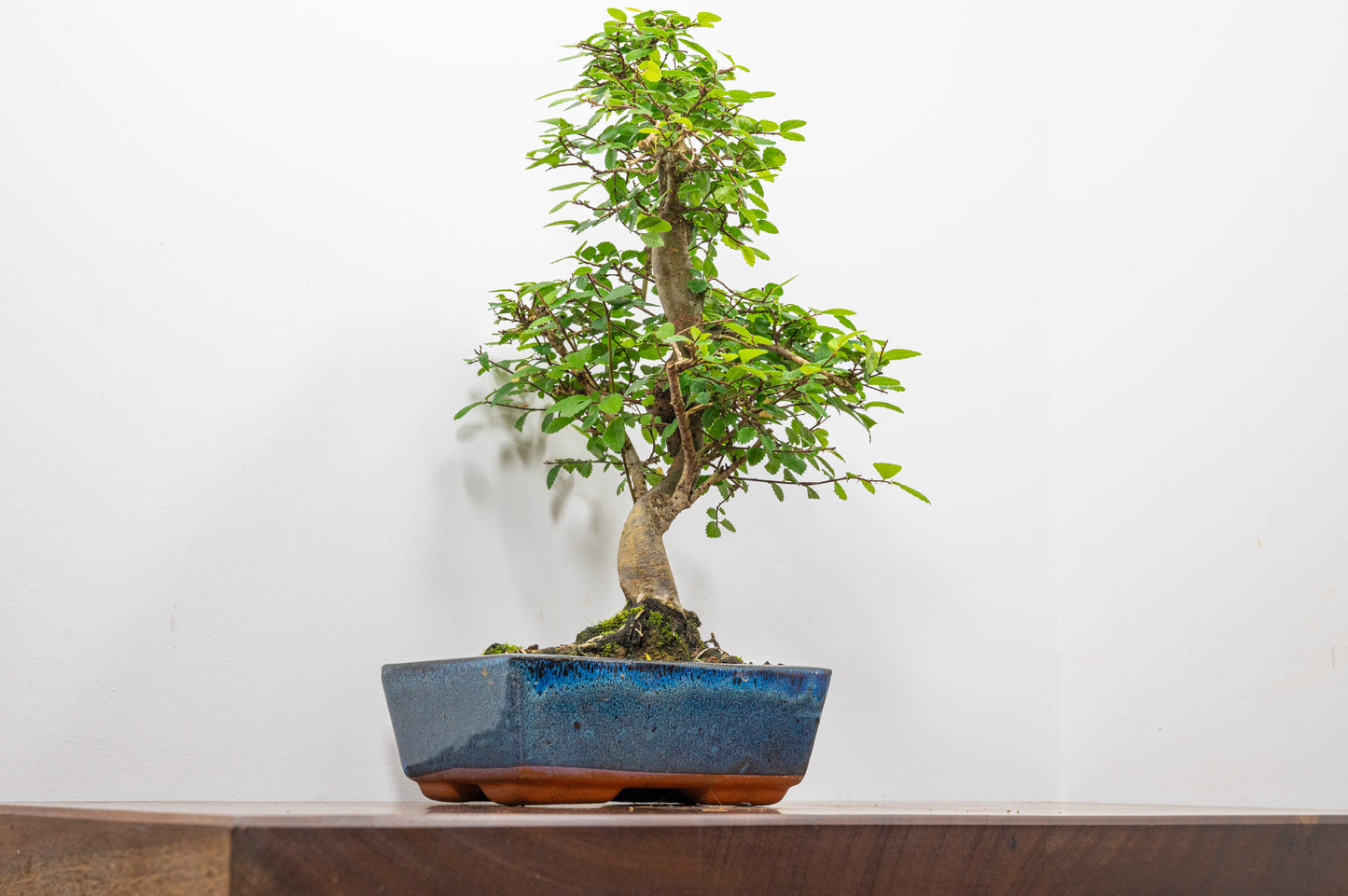Chinese Elm Bonsai and Care Kit in 20cm Navy Ceramic Pot