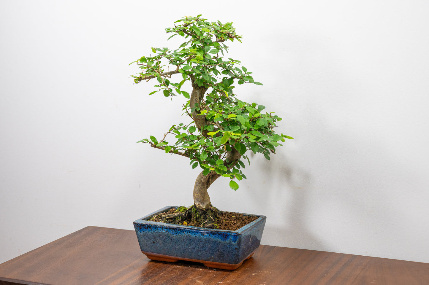 Chinese Elm Bonsai and Care Kit in 20cm Navy Ceramic Pot