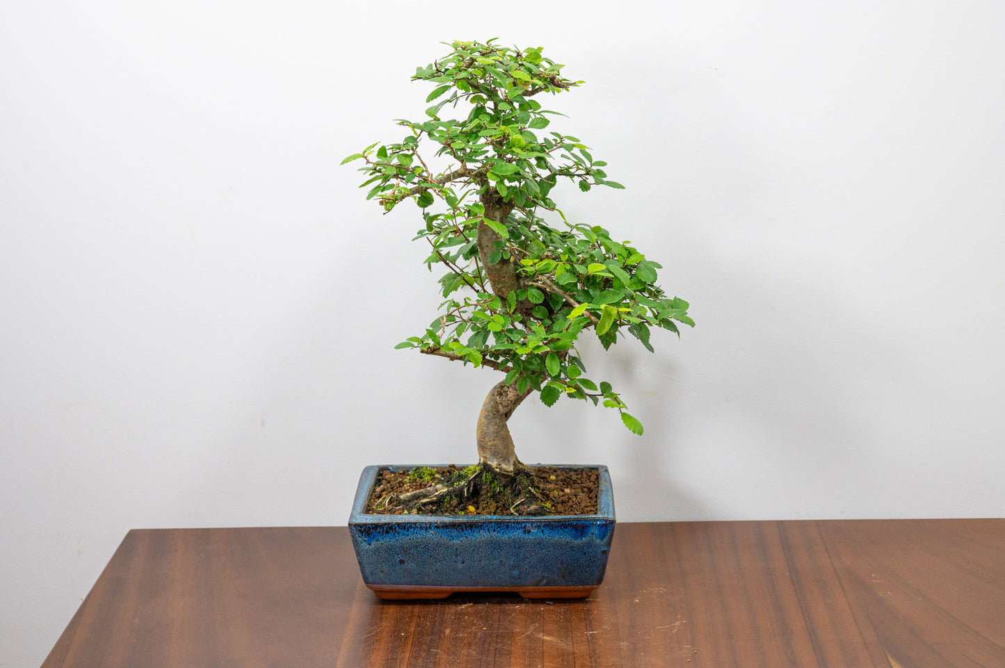 Chinese Elm Bonsai and Care Kit in 20cm Navy Ceramic Pot