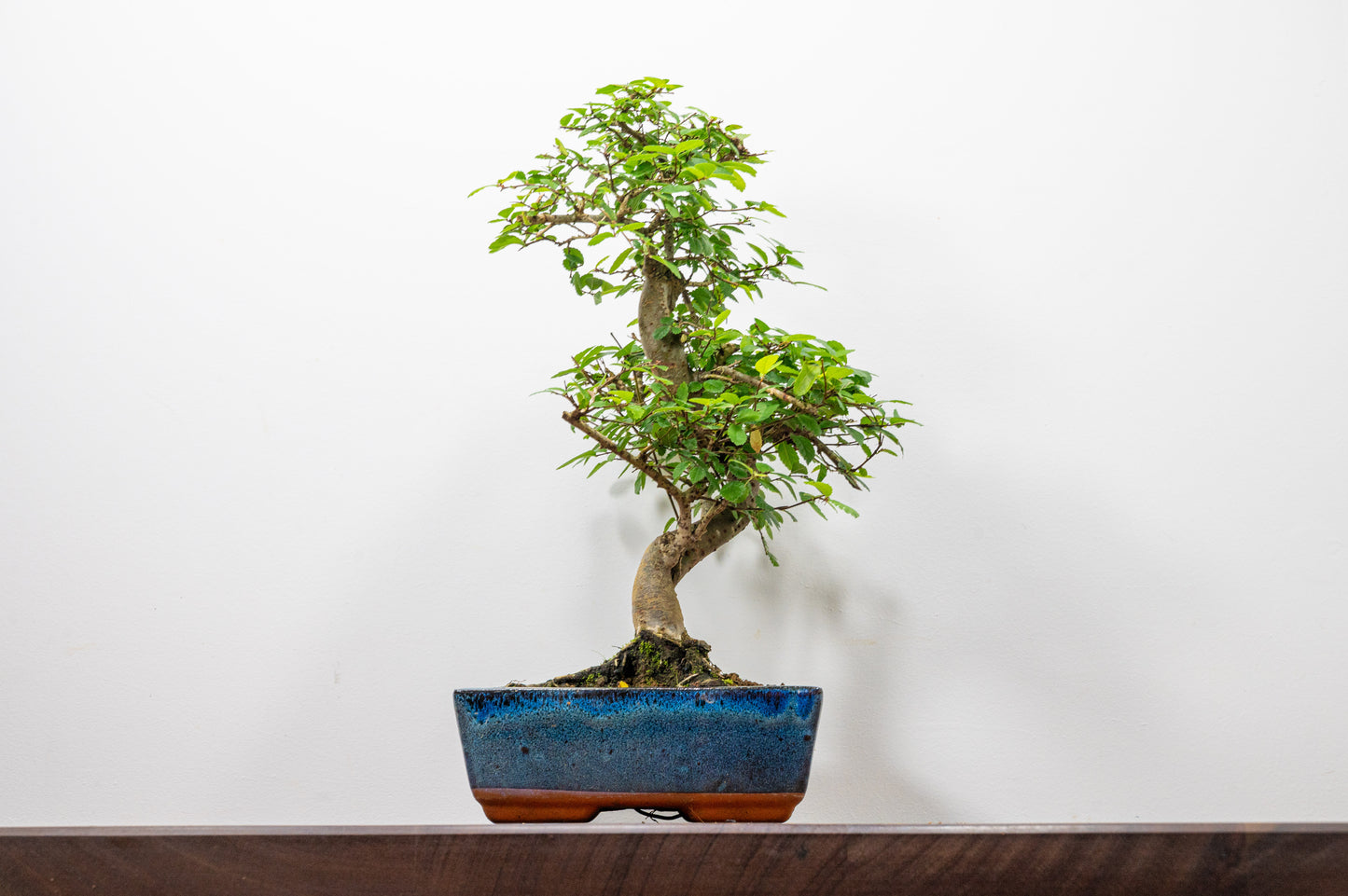 Chinese Elm Bonsai and Care Kit in 20cm Navy Ceramic Pot