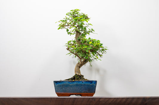 Chinese Elm Bonsai and Care Kit in 20cm Navy Ceramic Pot