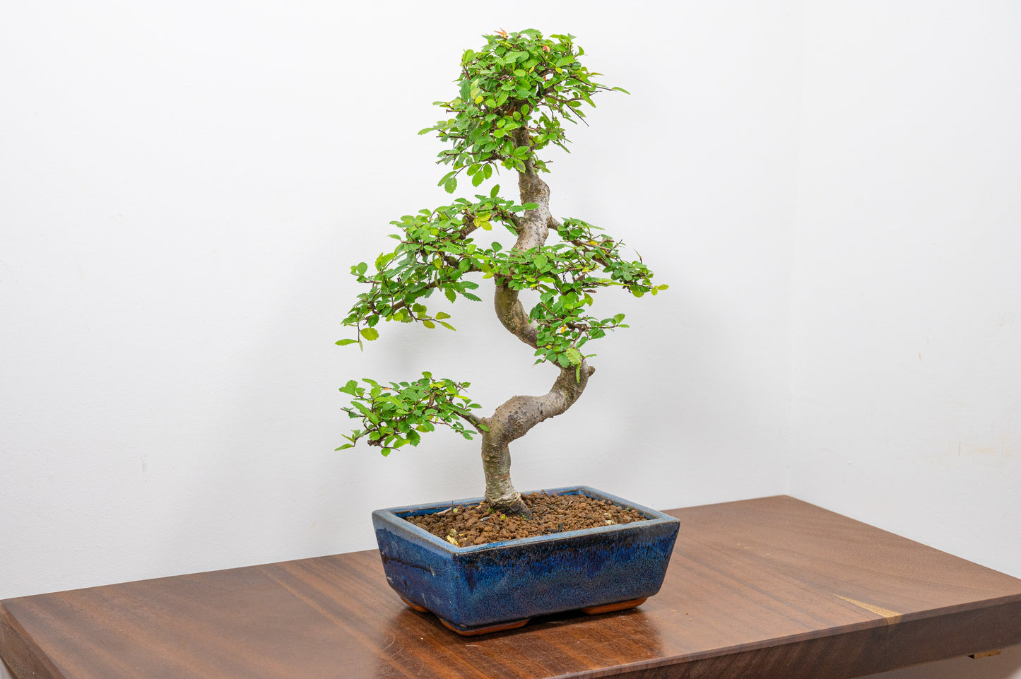 Chinese Elm Bonsai and Care Kit in 20cm Navy Ceramic Pot