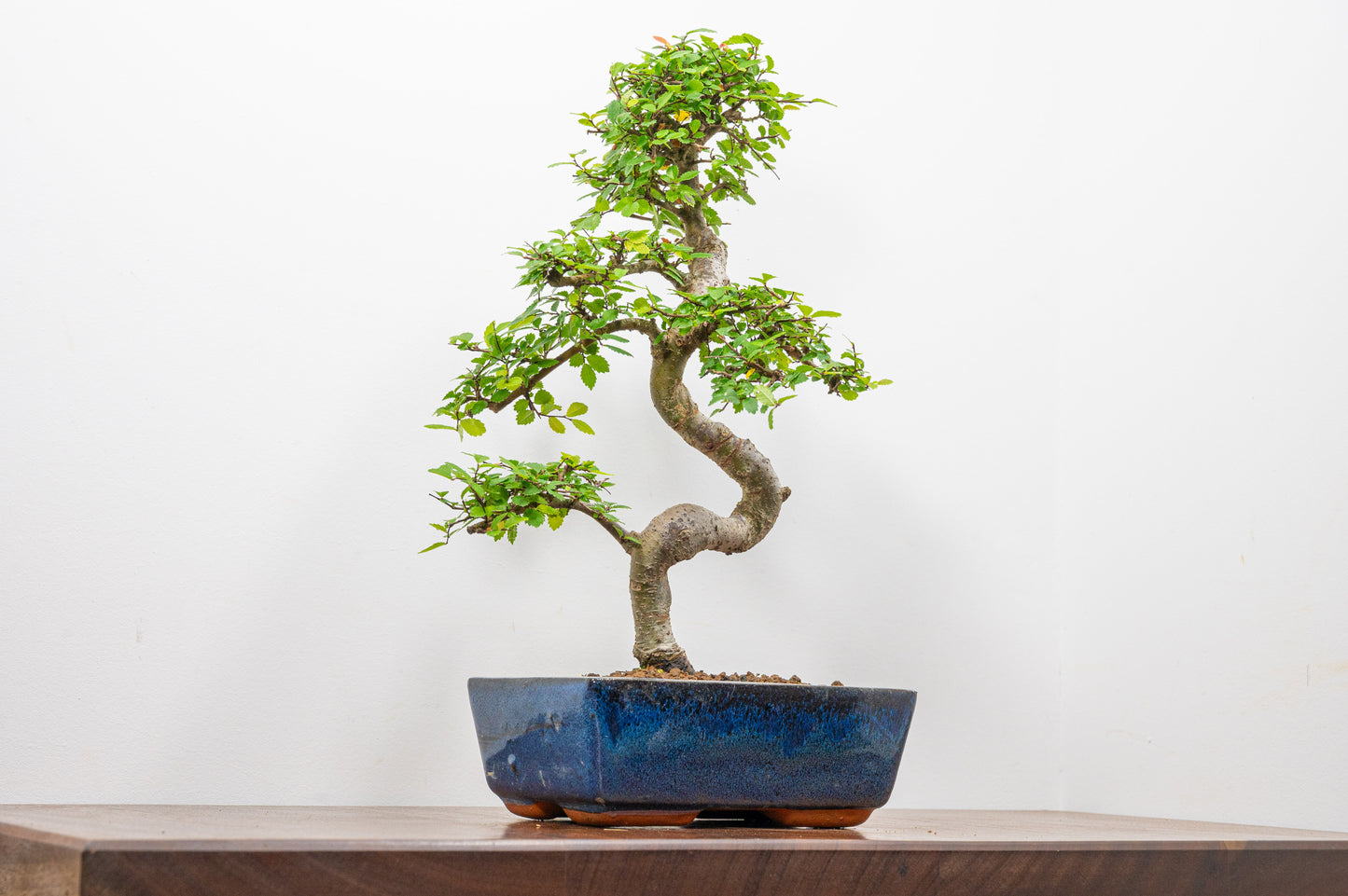 Chinese Elm Bonsai and Care Kit in 20cm Navy Ceramic Pot