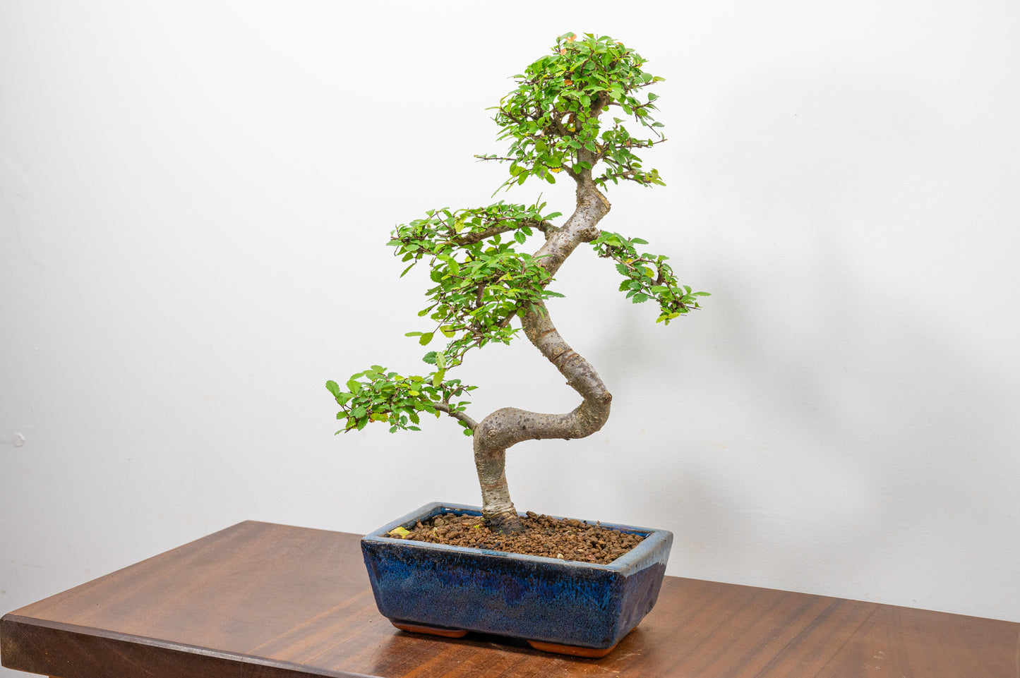 Chinese Elm Bonsai and Care Kit in 20cm Navy Ceramic Pot