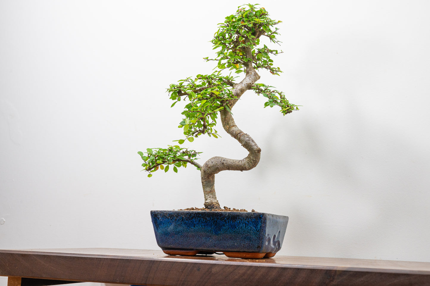 Chinese Elm Bonsai and Care Kit in 20cm Navy Ceramic Pot