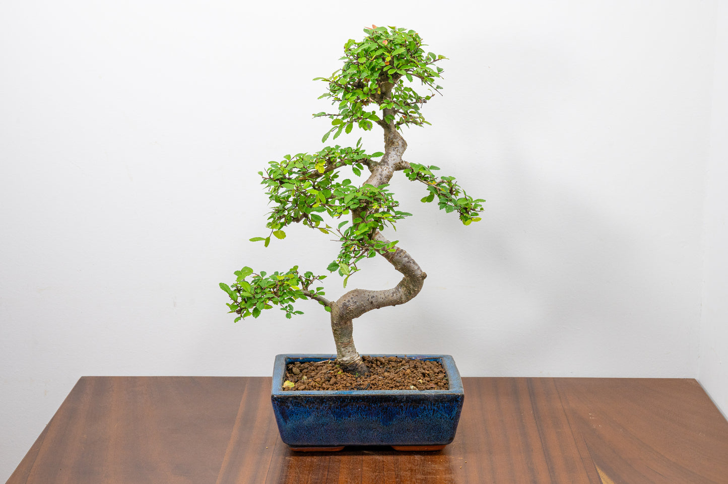 Chinese Elm Bonsai and Care Kit in 20cm Navy Ceramic Pot