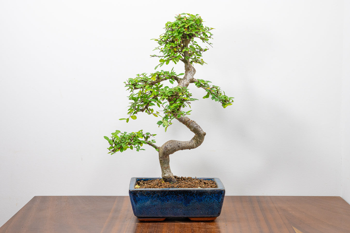 Chinese Elm Bonsai and Care Kit in 20cm Navy Ceramic Pot