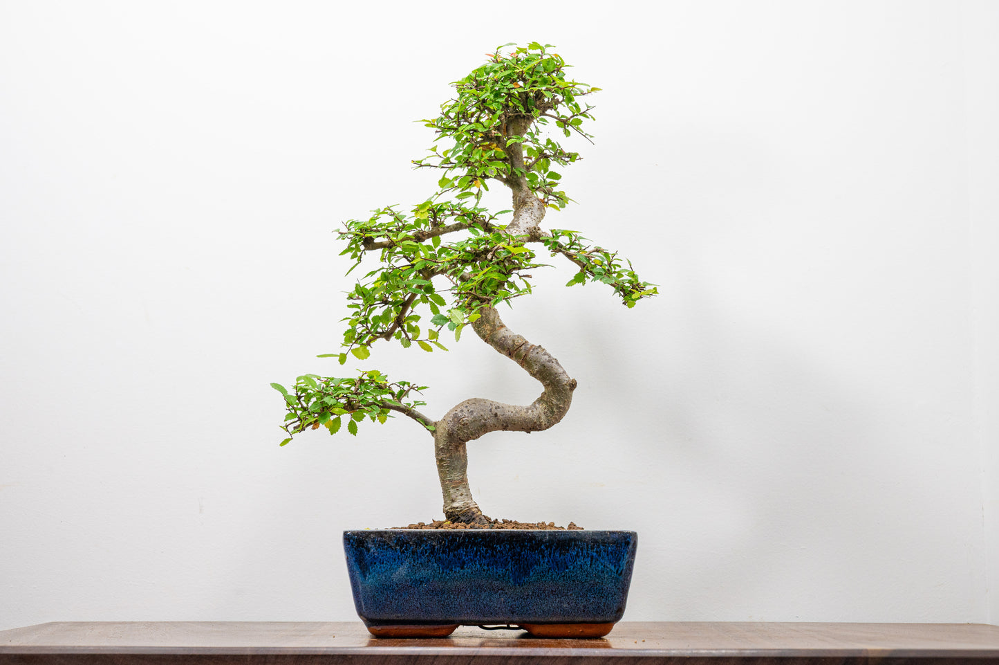 Chinese Elm Bonsai and Care Kit in 20cm Navy Ceramic Pot