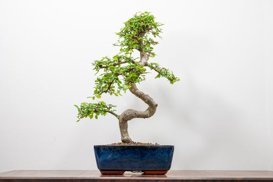 Chinese Elm Bonsai and Care Kit in 20cm Navy Ceramic Pot