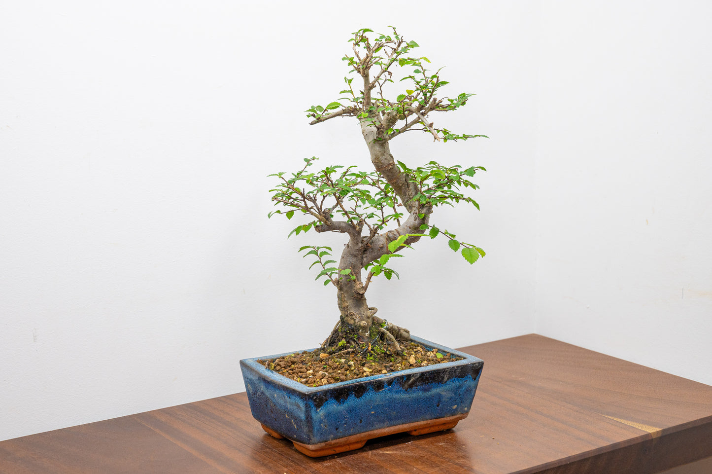 Chinese Elm Bonsai and Care Kit in 18cm Navy Ceramic Pot