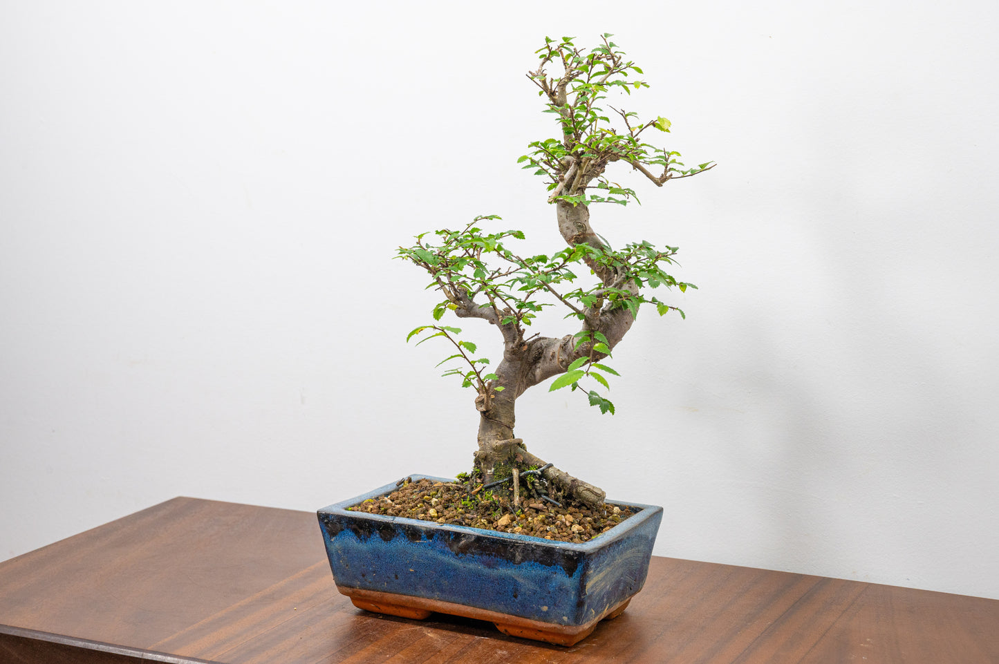 Chinese Elm Bonsai and Care Kit in 18cm Navy Ceramic Pot