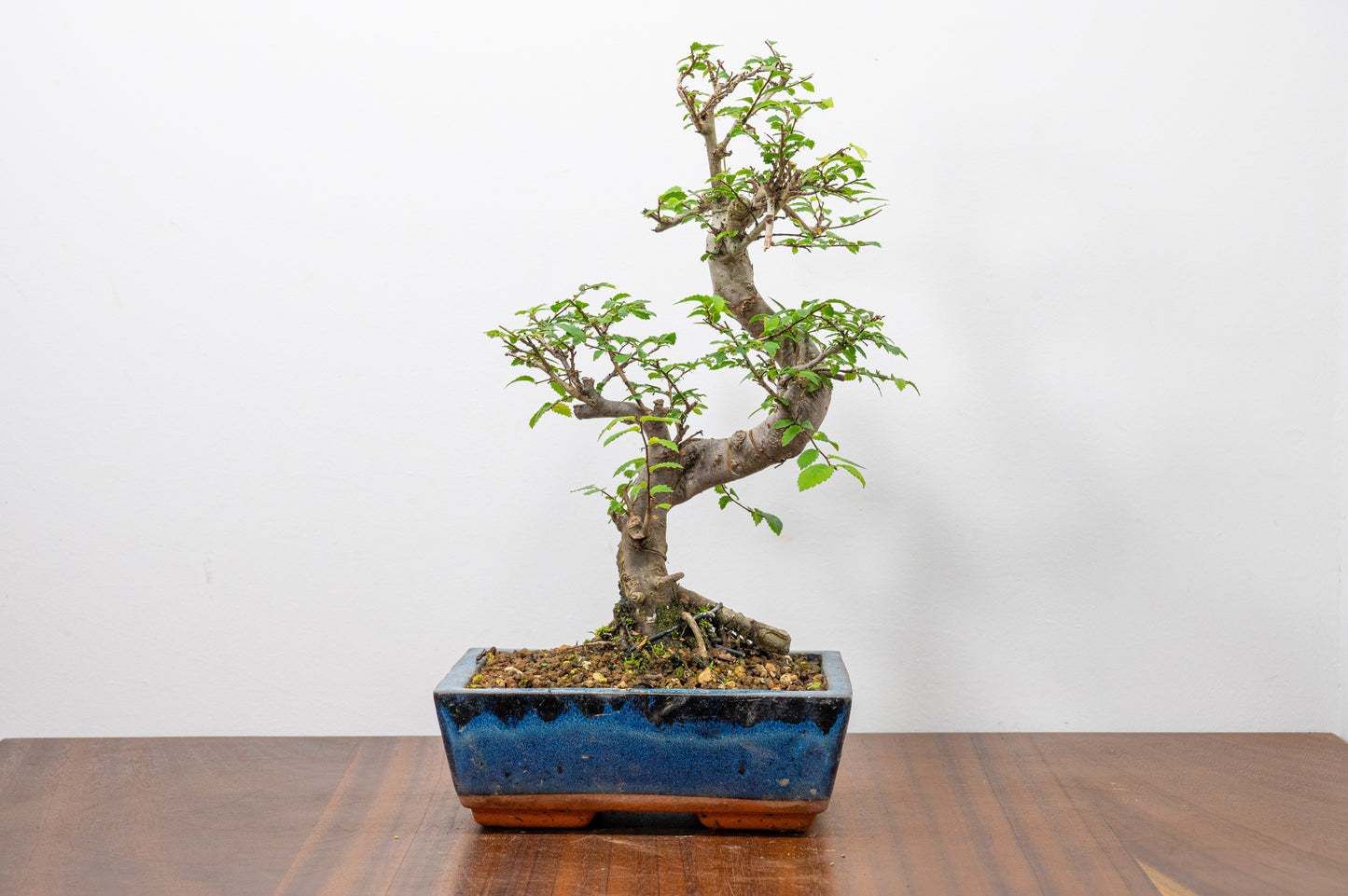 Chinese Elm Bonsai and Care Kit in 18cm Navy Ceramic Pot