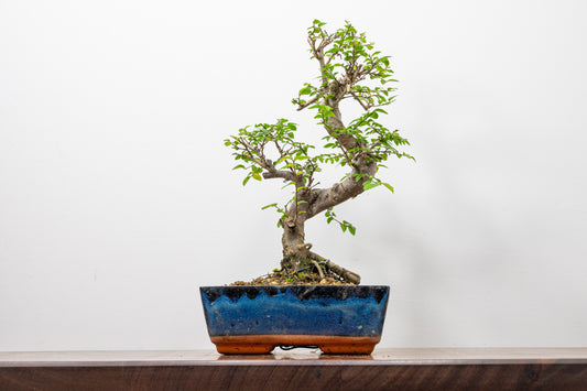 Chinese Elm Bonsai and Care Kit in 20cm Navy Ceramic Pot
