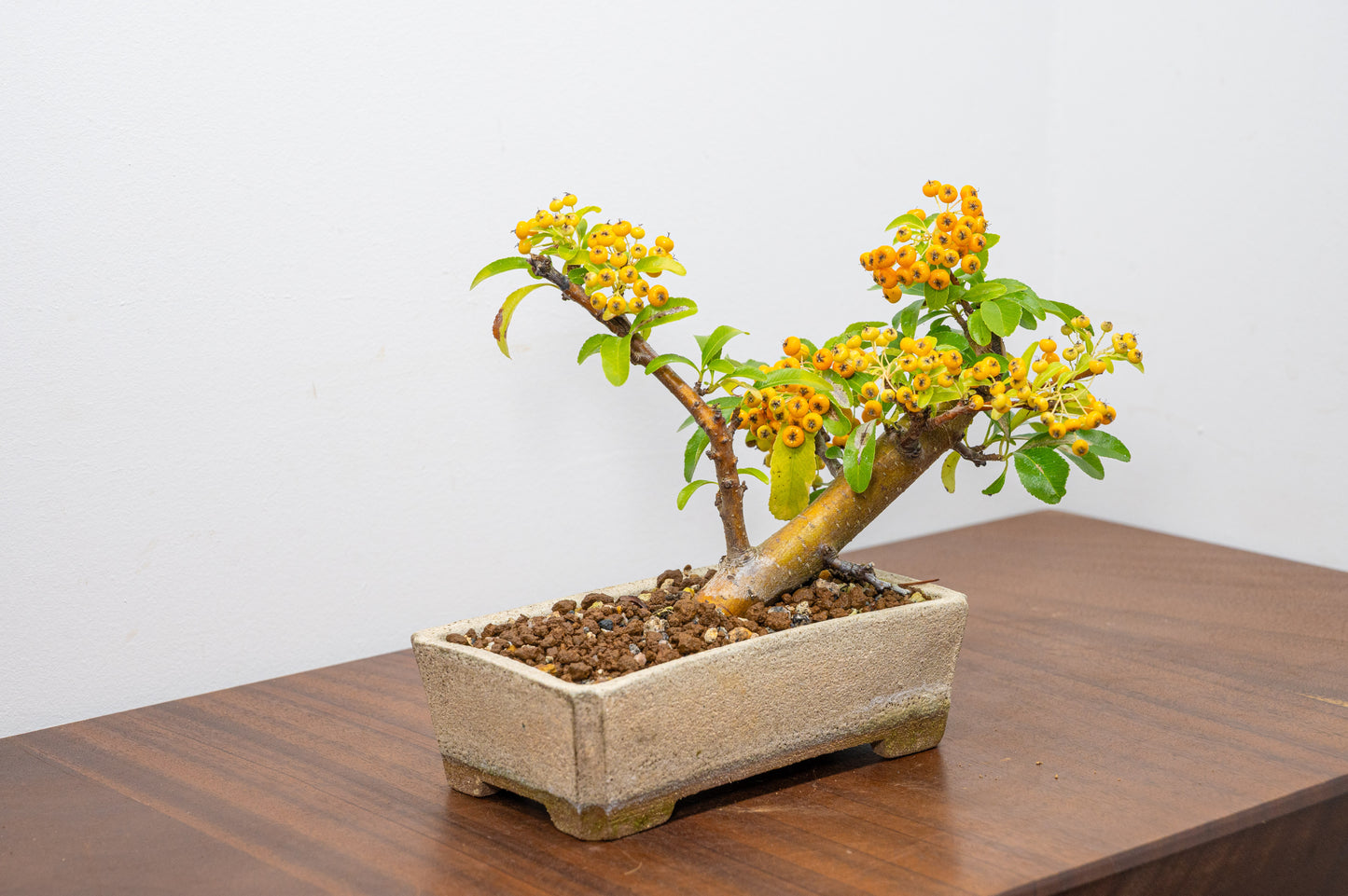 Pyracantha Bonsai Tree