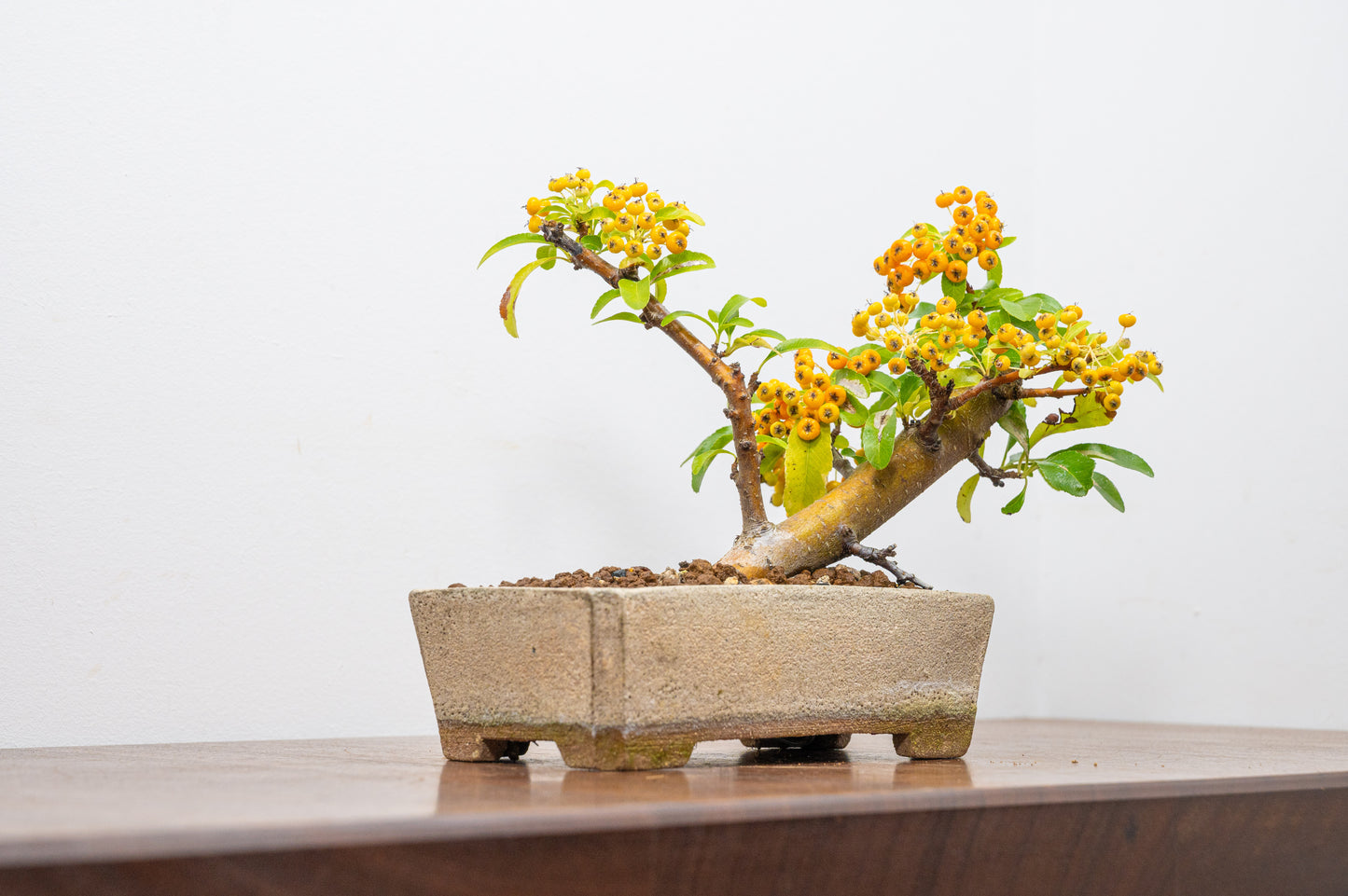 Pyracantha Bonsai Tree
