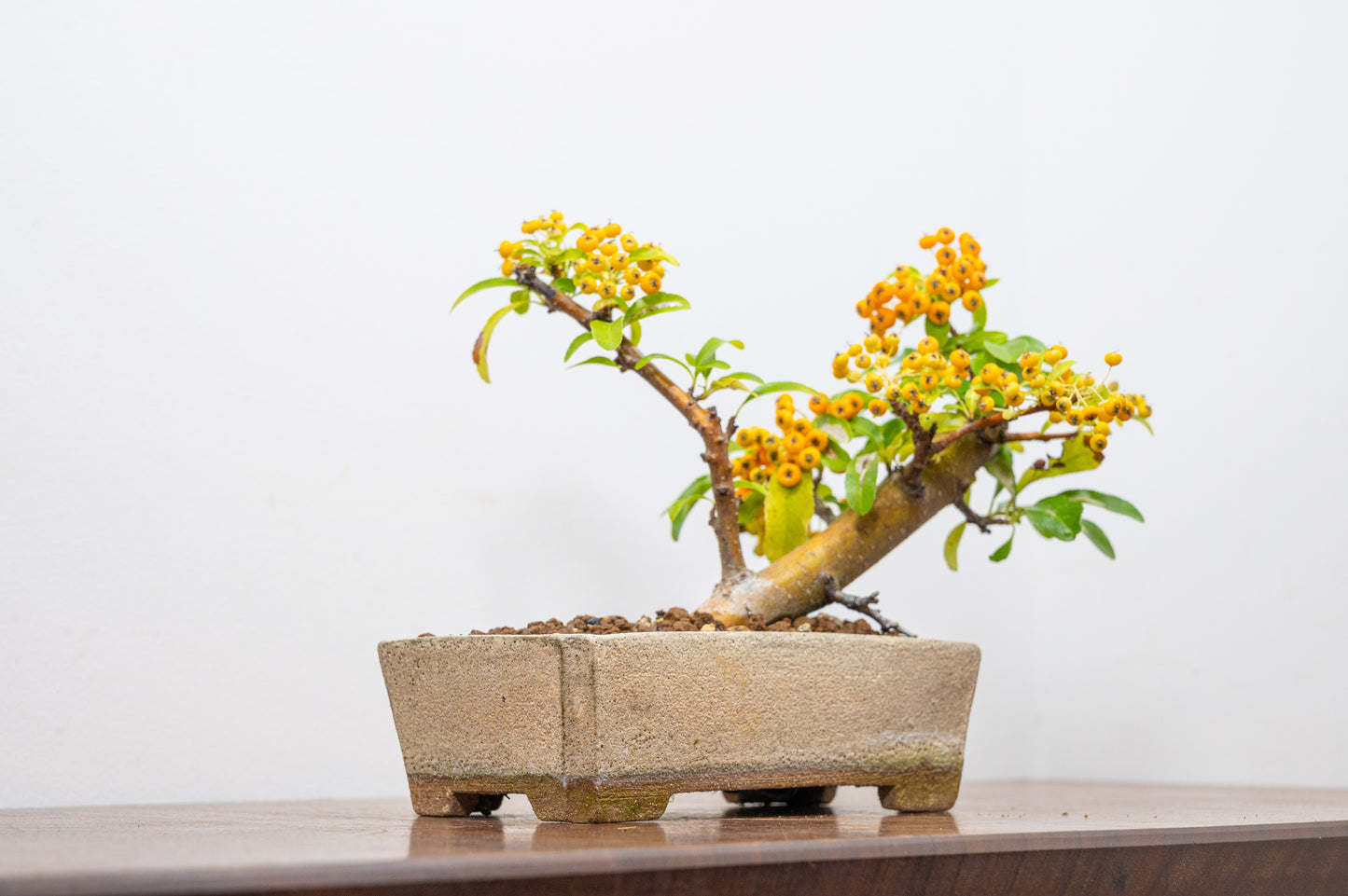 Pyracantha Bonsai Tree