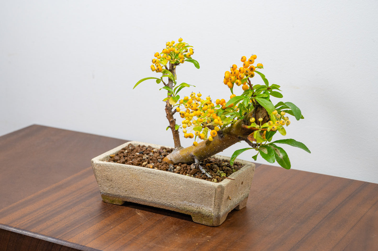 Pyracantha Bonsai Tree