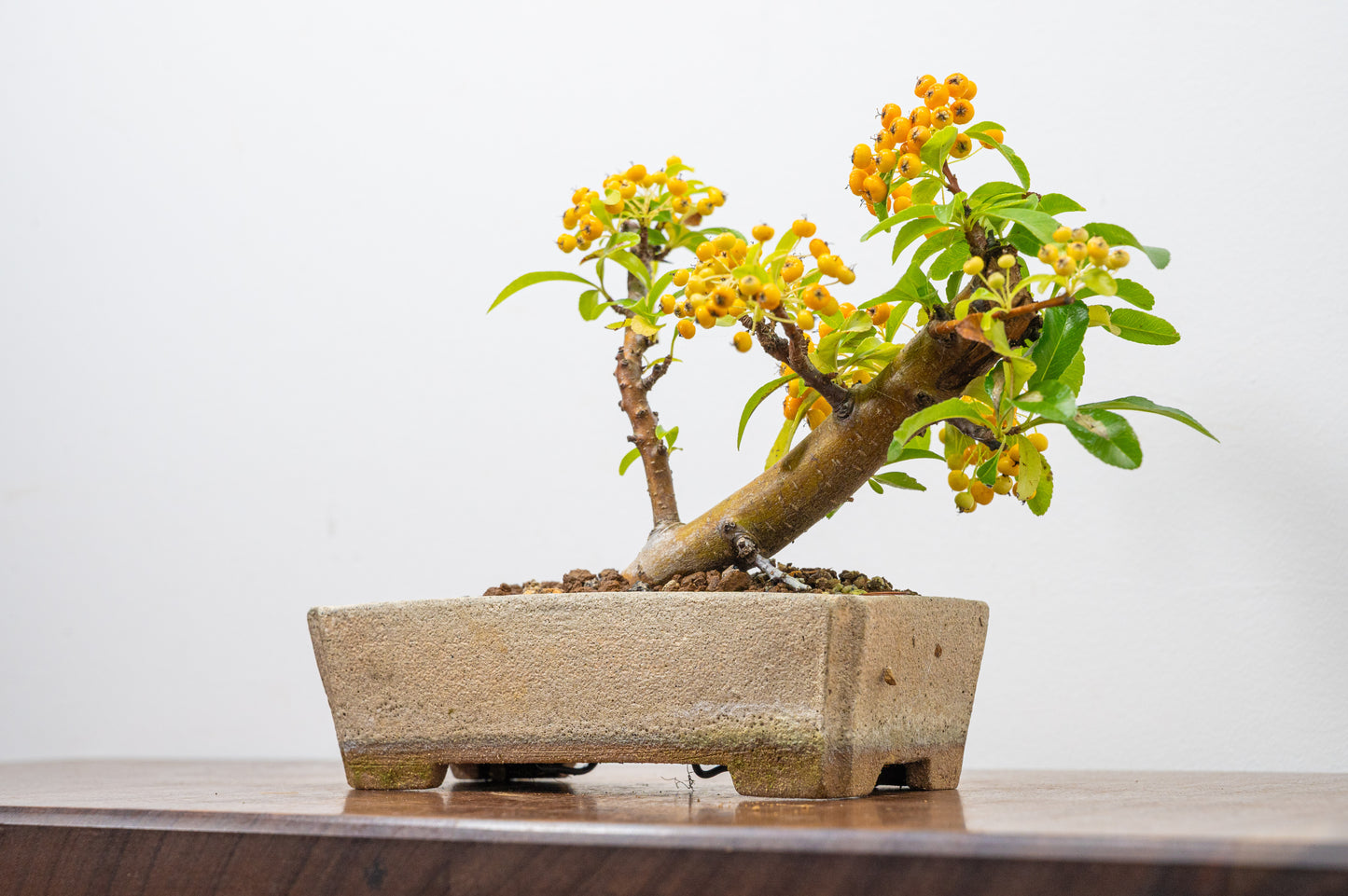 Pyracantha Bonsai Tree