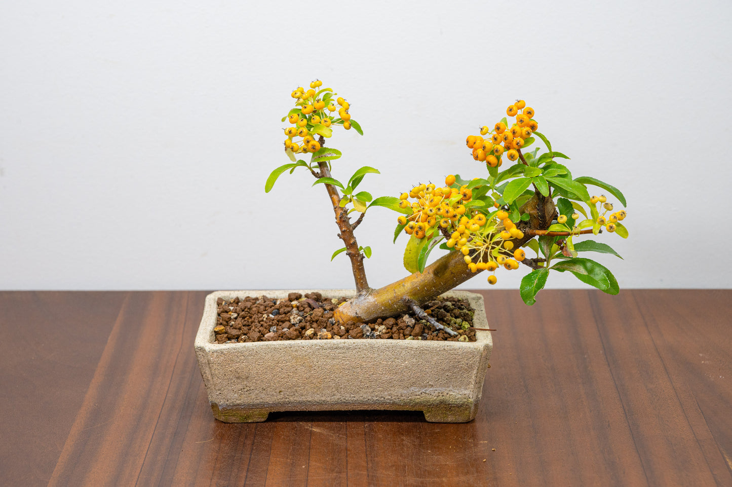 Pyracantha Bonsai Tree