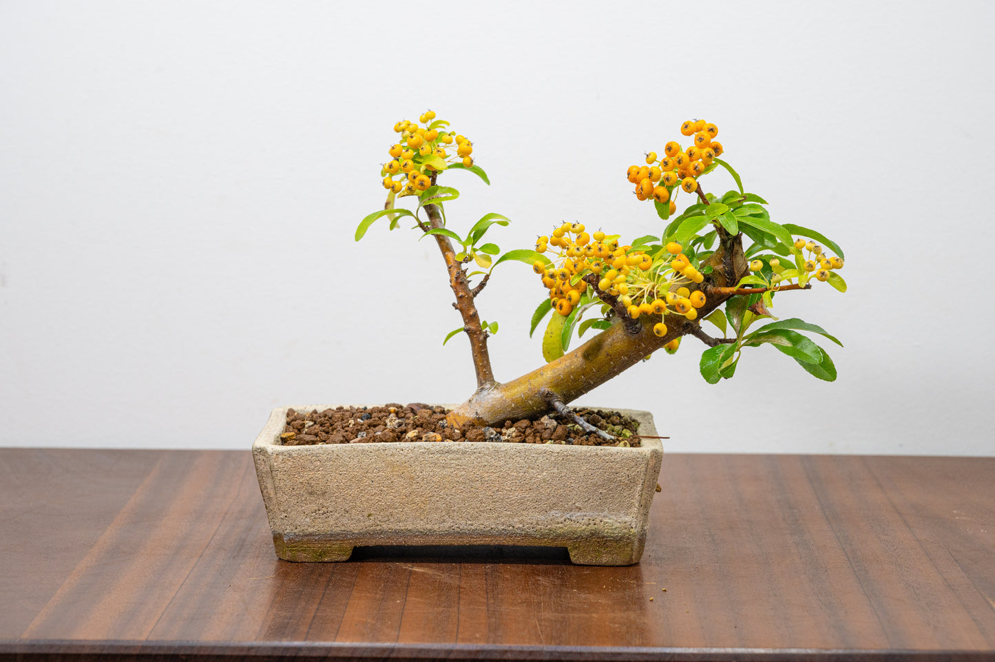 Pyracantha Bonsai Tree