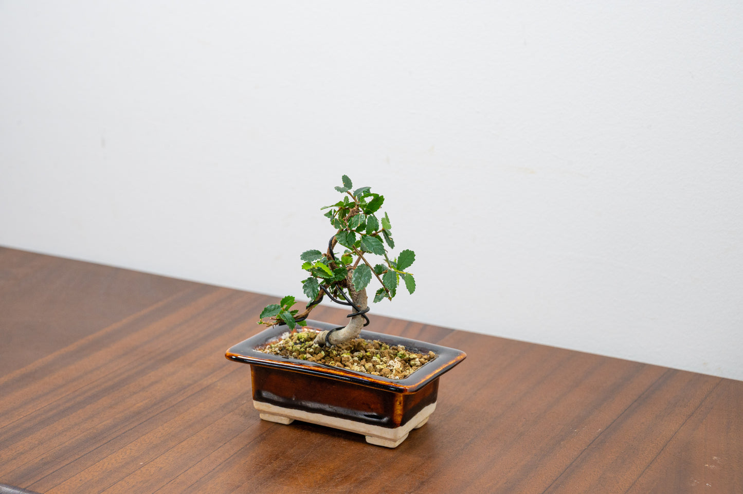 Chinese Elm 'MAME' Bonsai in 11 cm Dark Brown Ceramic Pot + Care Kit