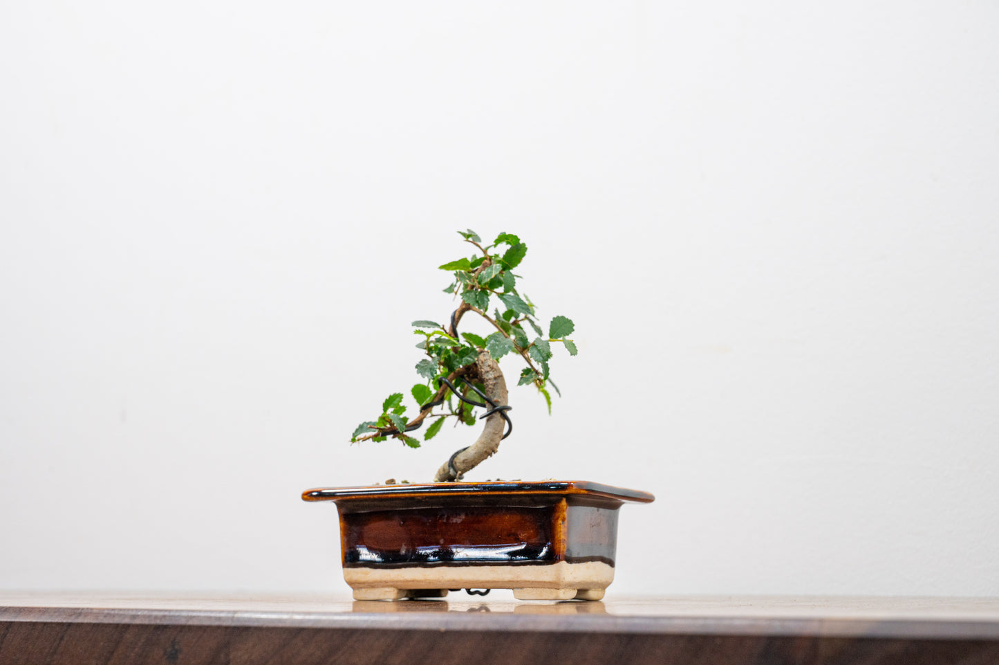 Chinese Elm 'MAME' Bonsai in 11 cm Dark Brown Ceramic Pot + Care Kit