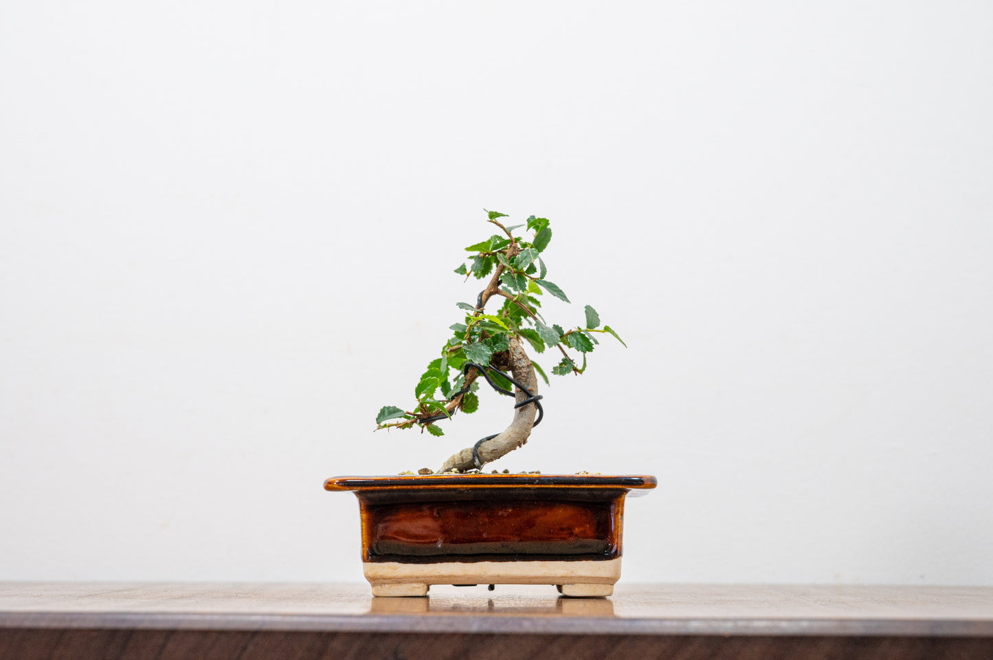 Chinese Elm 'MAME' Bonsai in 11 cm Dark Brown Ceramic Pot + Care Kit